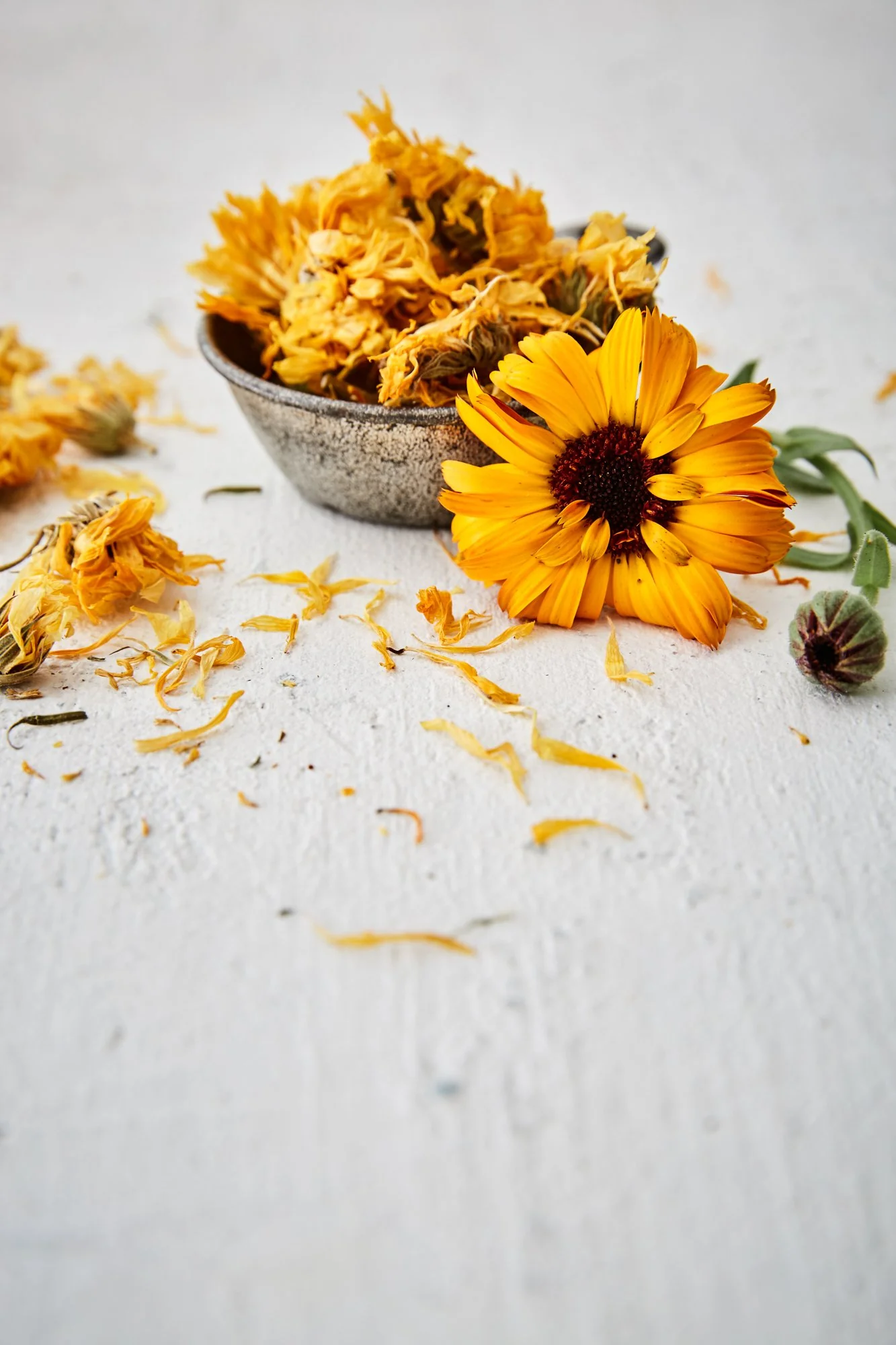 Calendula