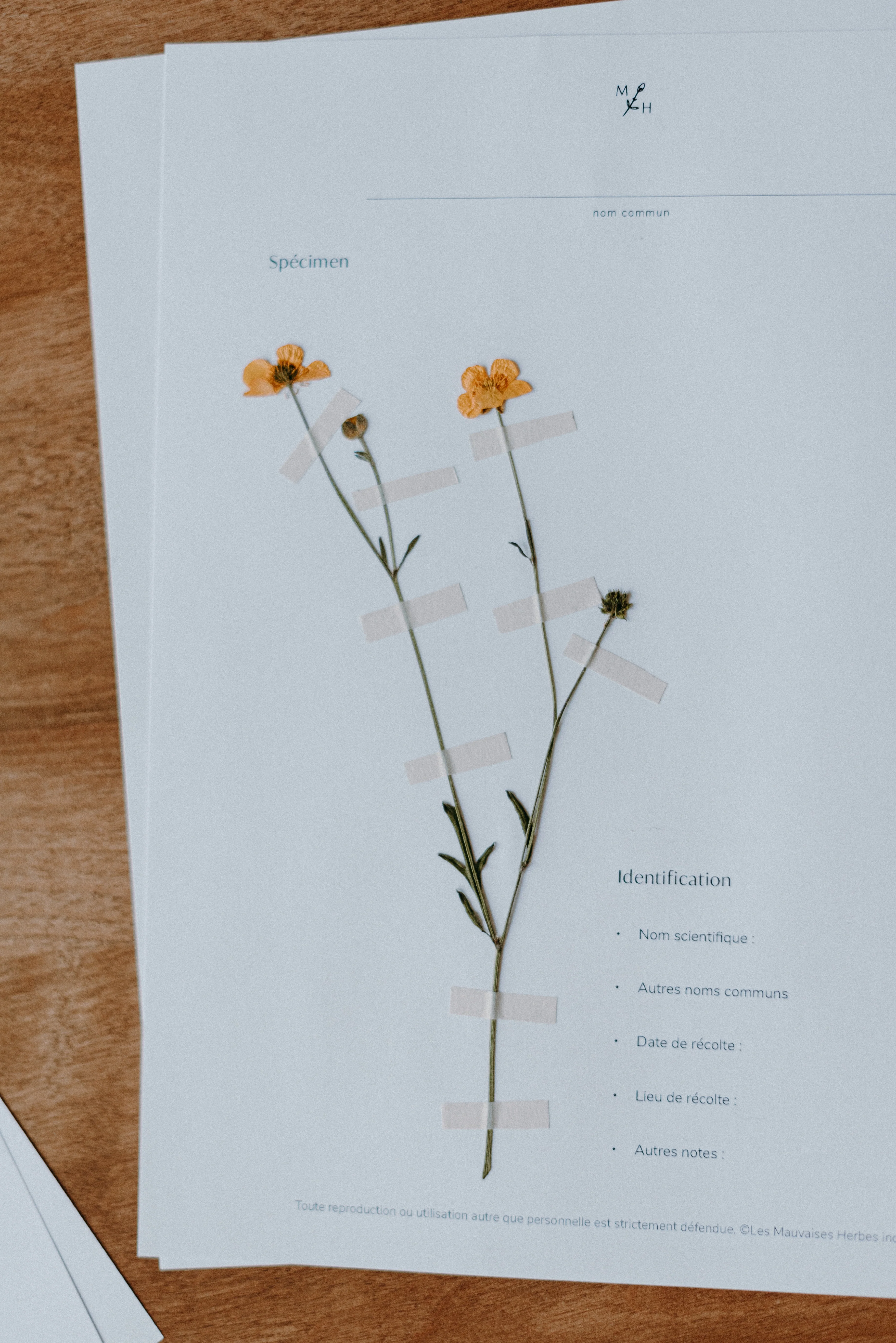 Mon herbier de mauvaises herbes (ebook)